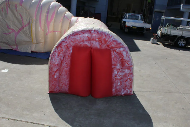 Exterior of the intestinal section